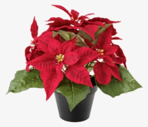 Artificial Poinsettias Png - Poinsettia Plant