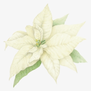 Share This Image - White Poinsettia Clip Art