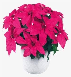 Princettia Ultra Pink