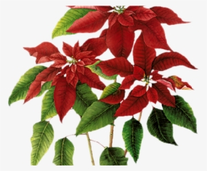 Poinsettia Clipart Flowering Plant - Poinsettia