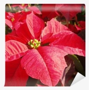 Poinsettia