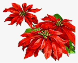 Poinsettia