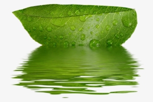 Pin By Rose Vining On Journaling & Altered Art Supplies - Зеленый Лист Пнг