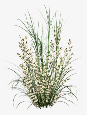 Herbe Tree Psd, Tree Photoshop, Garden Trees, Trees - Herbe Photoshop Png