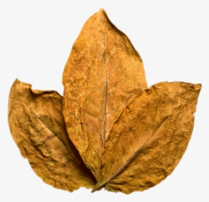 Tobacco Png