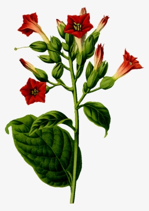 Tobacco Plant - Tobacco Plant Png