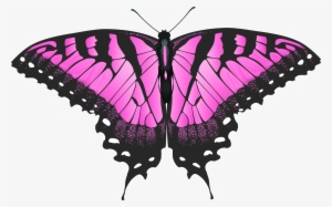 Pink Butterfly Png