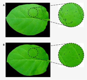 Effect Of Algae Extracts On The Infection Symptoms - Mask