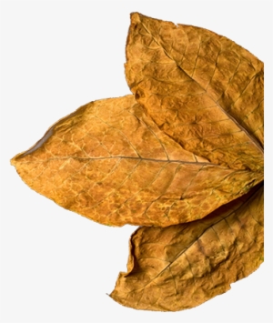 Quality Tobacco Absolute