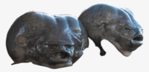 Devil's Spawn Blobfish Heads - Blobfish