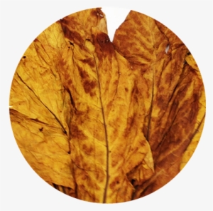 Significant Growth - Leaf Tobacco