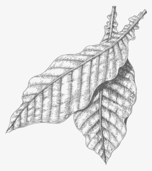 Sweet Tobacco - Drawing