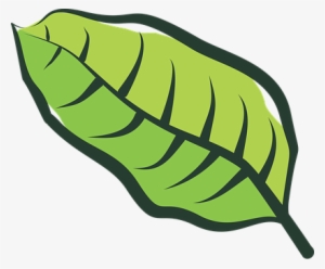 Leaf, Vegetable, Plantation, Plants - Hoja De Tabaco Vector