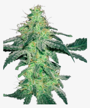 Growers Choice Seeds Amnesia Feminized Cannabis Seeds - Seed