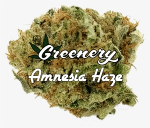 Amnesia Haze - Moss