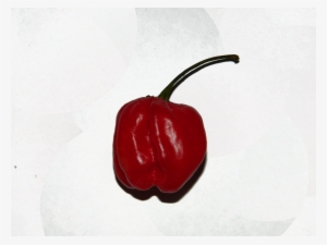 Red Scotch Bonnet