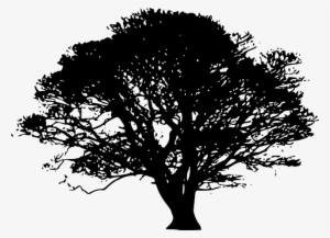 Big Tree Silhouette Png
