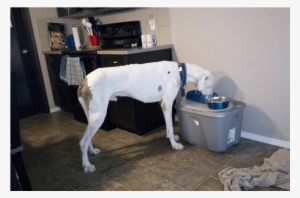 Whisper Is A Great Dane, Found Starving On The Streets - Dog
