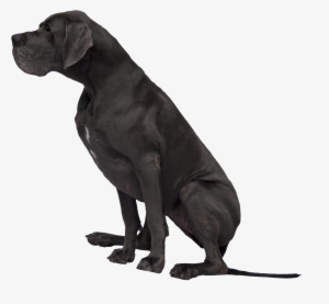 Black Great Dane Png Image
