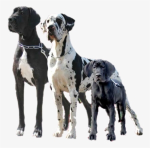 Often Called The Apollo Of Dogs, The Great Dane Can - Great Dane Dog Png
