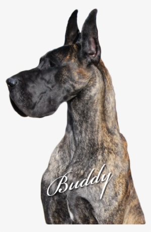 Buddy - Giant Dog Breed