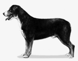 Entlebucher Mountain Dog Sibling Breed - Illustrations Of Dog Breeds Akc