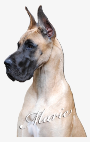 Great Dane Head