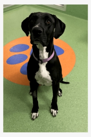 Photo Of Mackenzie - Great Dane