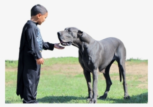 Royal Elite's Great Dane Dam - Royal Dog Great Dane