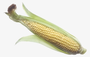 Corn Cob Png Image - Corn In Poop Meme
