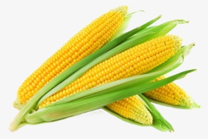 T-bones Fresh Food Market Sweet Corn Cob - Free Images Of Corn