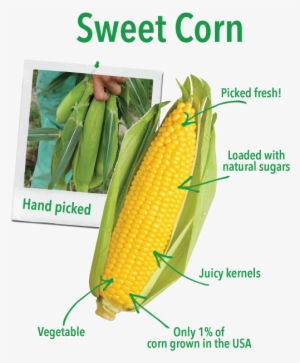 Picked When Its Kernels Are Soft And Sweet, Sweet Corn - Ear Of Sweet Corn