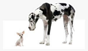 Danes Dog Looking Down At A Chihuahua White Dog - Great Dane