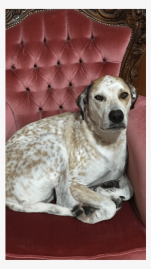 Photo Of Honey ~cattle Dog X Great Dane - Companion Dog