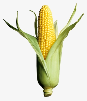 Corn Growers In Many Areas Face A Variety Of Pest Pressures - Corn Is The Best Crop & Wheat