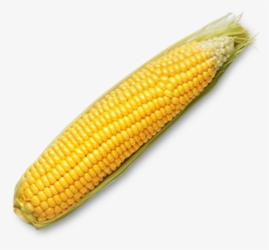 Drawn Corn Inca - Did The Mayans Eat