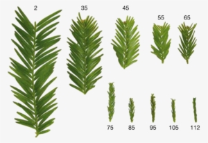 The - Redwood Leaf Anatomy