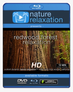 "redwood Forest Relaxation" Healing 10 Minute Nature - Muir Woods National Monument