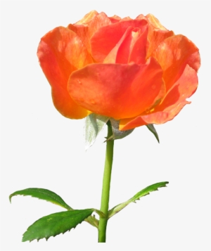 Rose Clipart Clip Black And White Stock - Rose