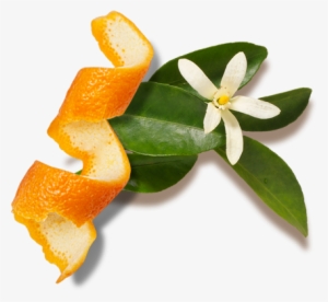 Videos - Lemon