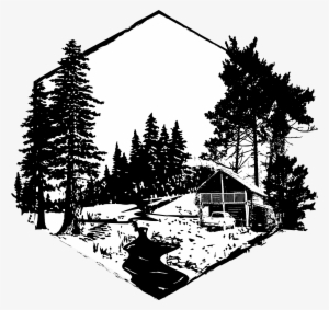 Pines To Redwoods - Colorado Spruce