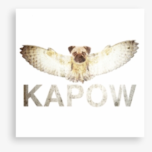 Kapow - Accipitridae