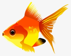 Goldfish Clipart Golden Fish - Transparent Background Clip Art Fish