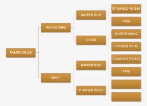 Rambo Pedigree - Internet
