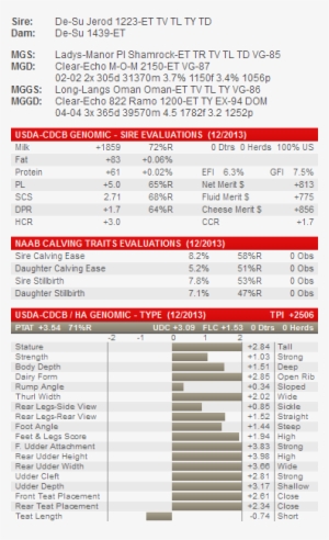 Rambo - Toro Holstein Alta Mystique