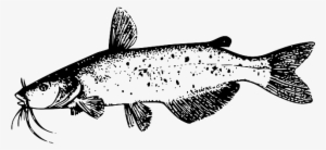 Drawing, Fish, Tail, Catfish, Whiskers, Species, Fins - Catfish Clip Art