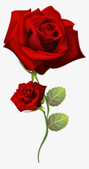 Красная Роза На Прозрачном Фоне