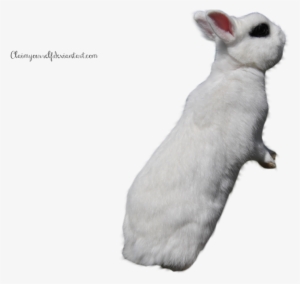 White Rabbits, Image, Deviantart, Stock Photos, White - Cve:png