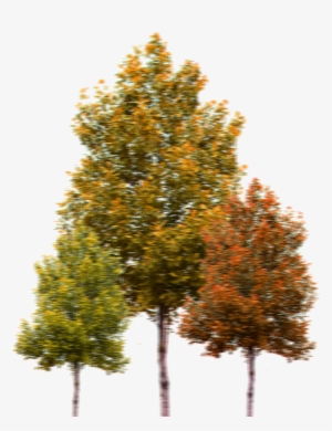 Acadia All-american Road - Png High Quality Tree