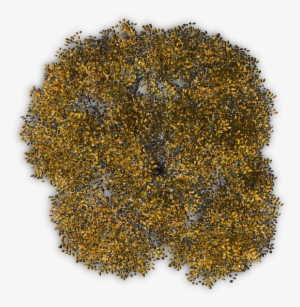 Autumn Tree Png Download - Trees Seen From Above Png